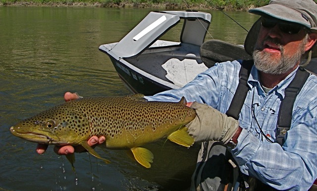 Dry fly brownie